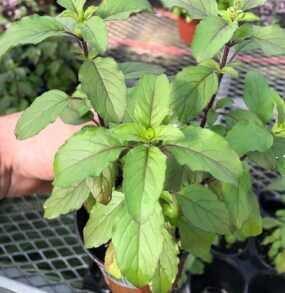 Svētais baziliks 'Tulsi Kali'